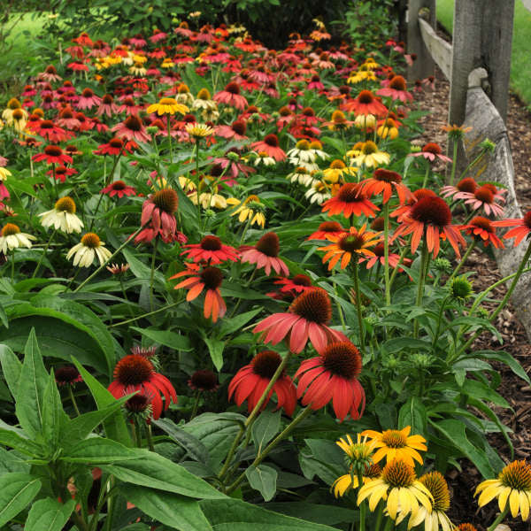 Cheyenne Spirit Coneflowers with vibrant reds, oranges, purples, yellows and white blooms in the garden. 