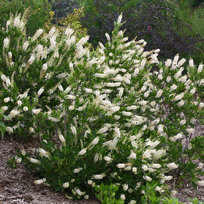 White summersweet flowers in a shady garden