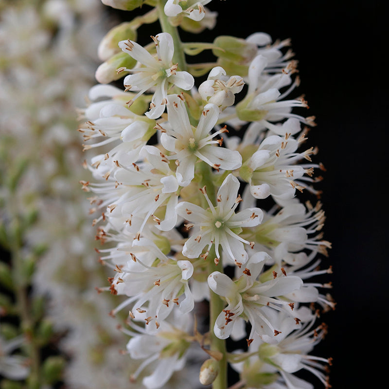 Close up image of white flowers