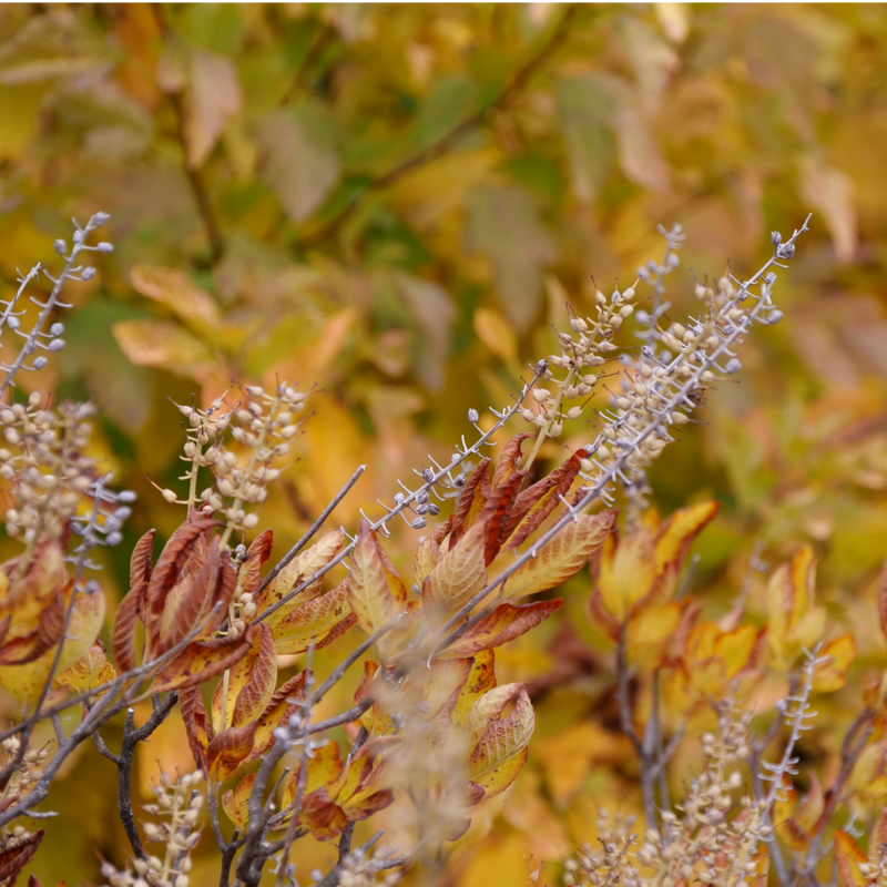 Summersweet shrub with vibrant orange hues