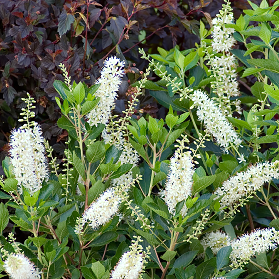 Close up image of white flower spikes