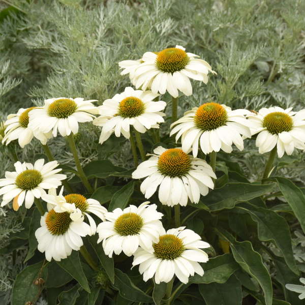 Color Coded The Price is White Coneflower has richly textured white blooms and large seeds heads that invite pollinators to play. 