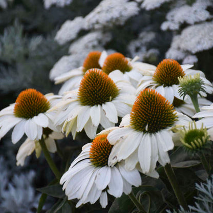 Color Coded The Price is White Coneflower creates a mesmerizing display in the garden. 