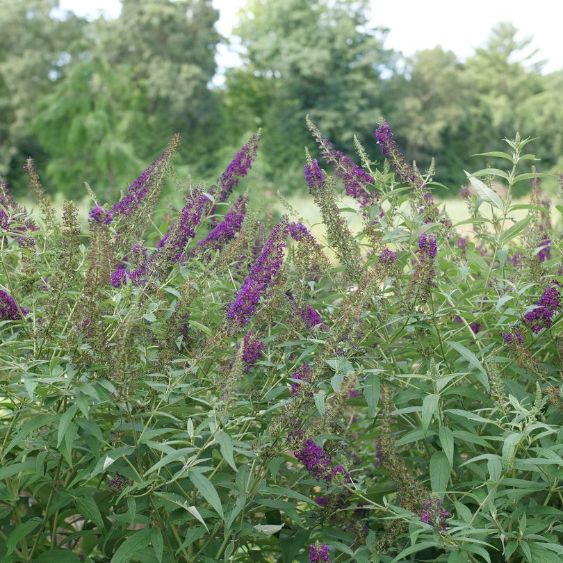 Purple flowering plants in a field with greenery in the background