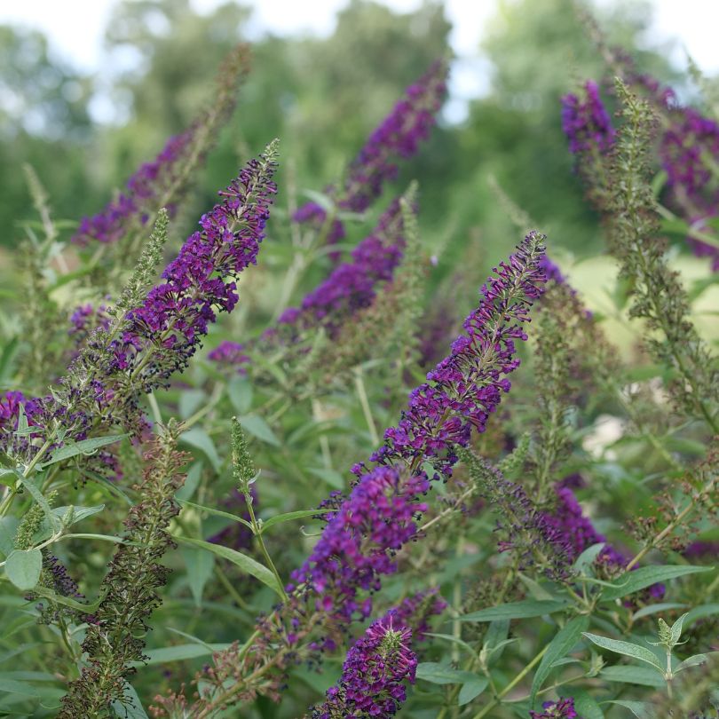 Purple flowering Darkest Night™ butterfly bush with green leaves in a natural setting