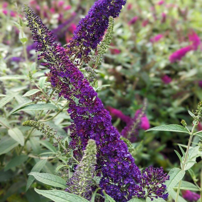 Purple flowering Darkest Night™ butterfly bush with green leaves in a garden setting