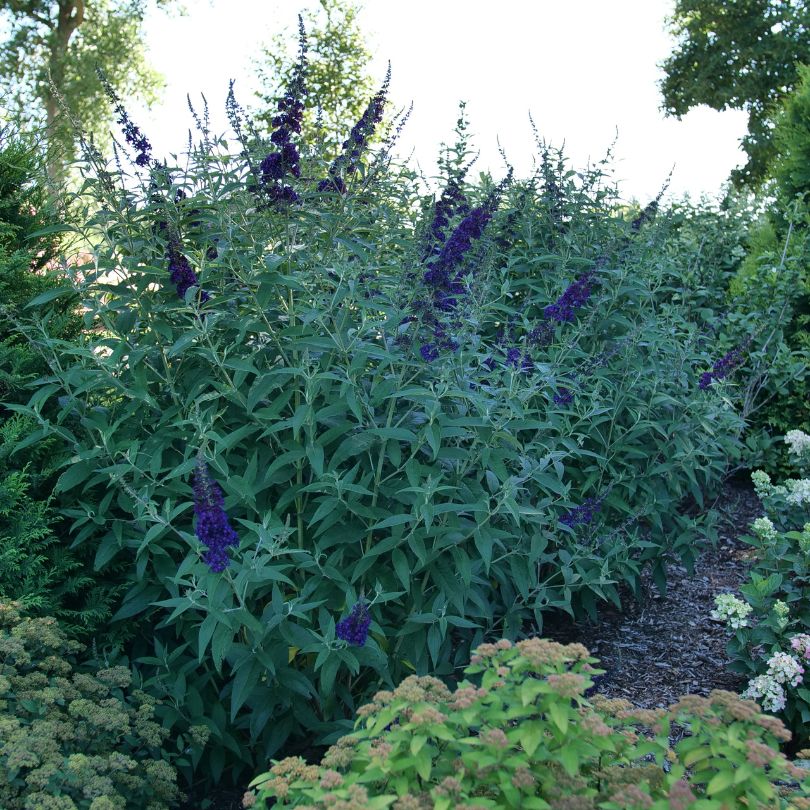 Garden scene showing Darkest Night™ butterfly bush with green foliage and purple flowers