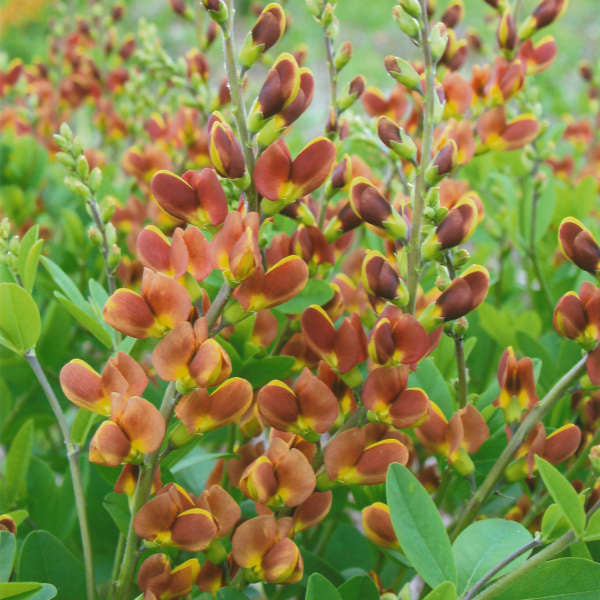 Decandence Cherries Jubilee False Indigo with deep red to gold flowers in the garden. 