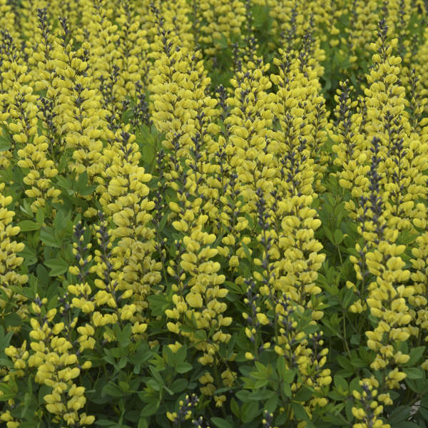 Decadence 'Lemon Meringue' False Indigo (Baptisia)