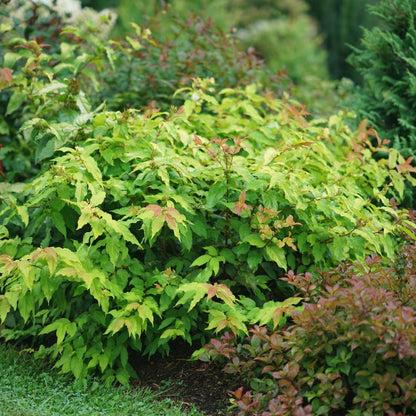 Bright green Diervilla shrub with red-brown leaves in a garden setting