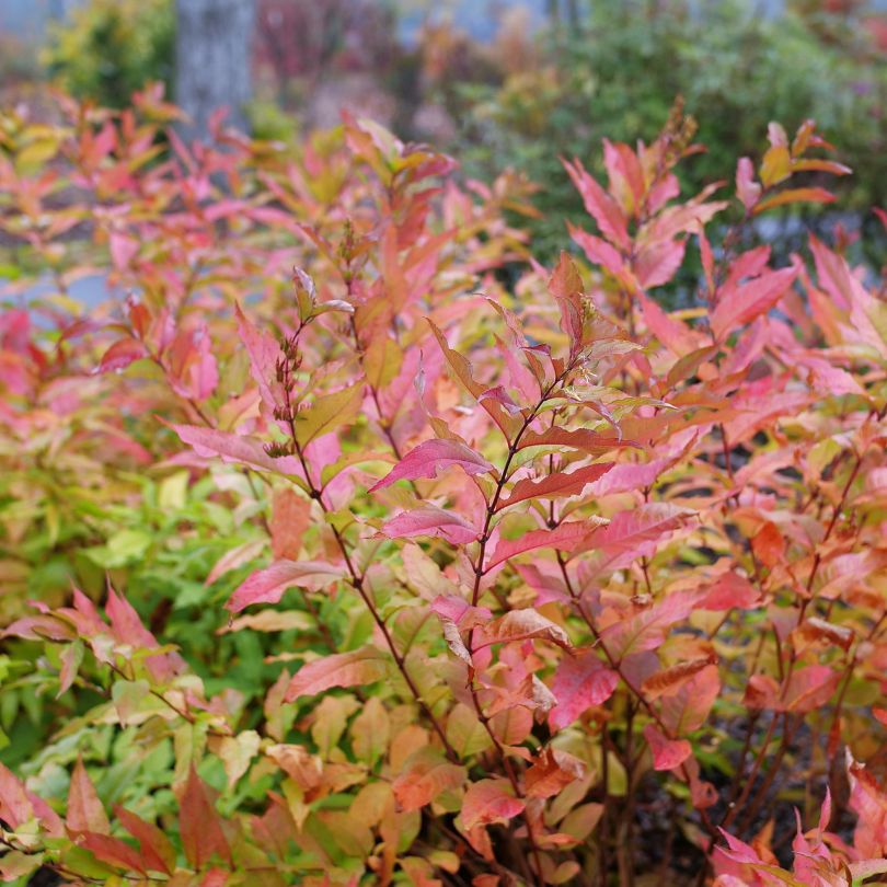 Fiery fall foliage from Diervilla plants