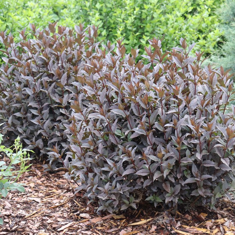 Diervilla shrubs with dark black/purple foliage