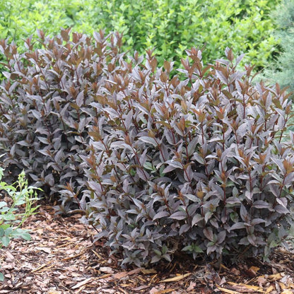 Diervilla shrubs with dark black/purple foliage