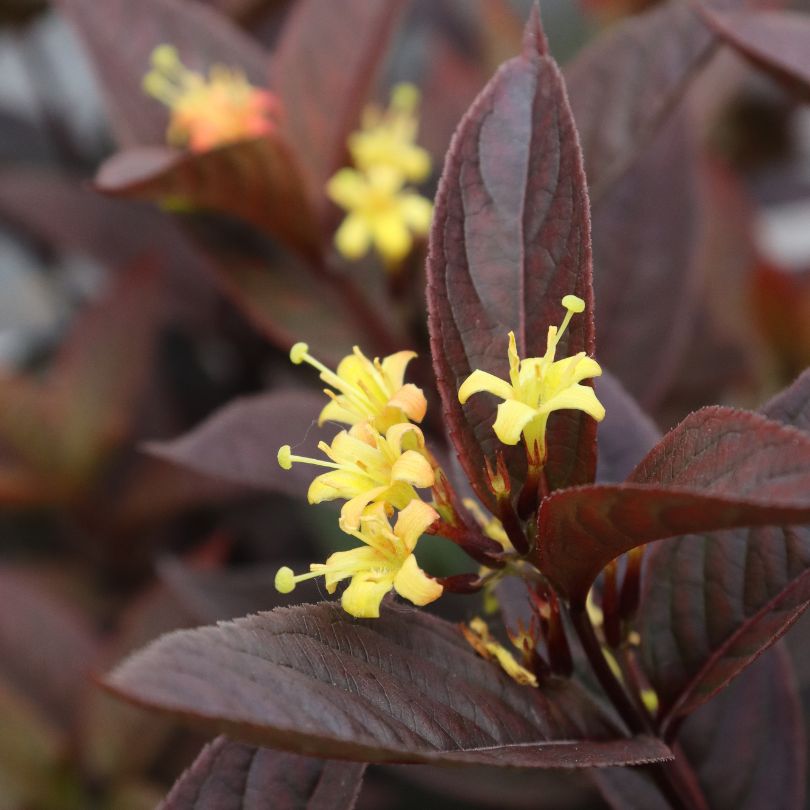 Close-up of yellow diervilla flowers with dark purple leaves