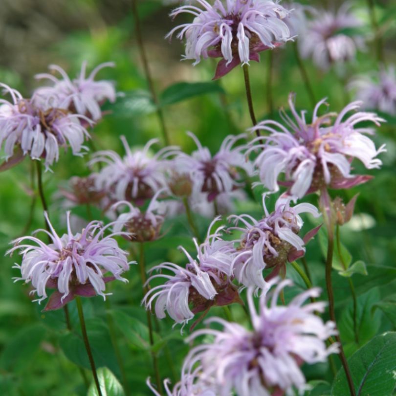 Eastern Beebalm with nectar filled flowers for pollinator.