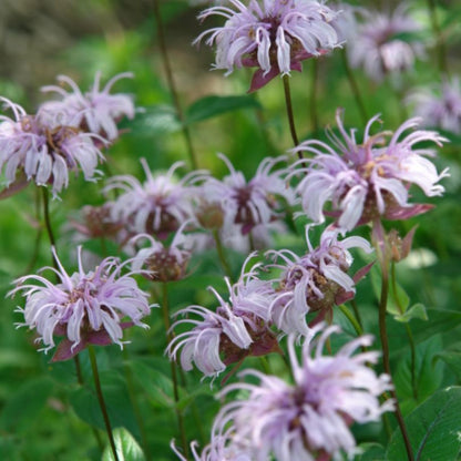 Eastern Beebalm with nectar filled flowers for pollinator.