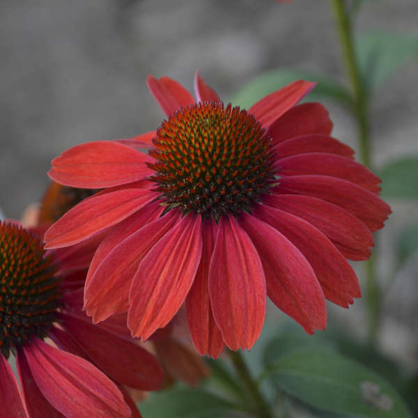 Color Coded Frankly Scarlet Coneflower with vibrant scarlet red blooms in summer. 