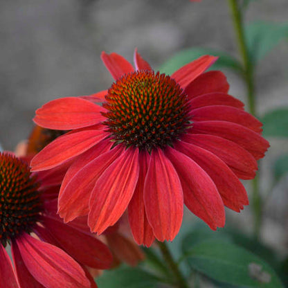 Color Coded Frankly Scarlet Coneflower with vibrant scarlet red blooms in summer. 