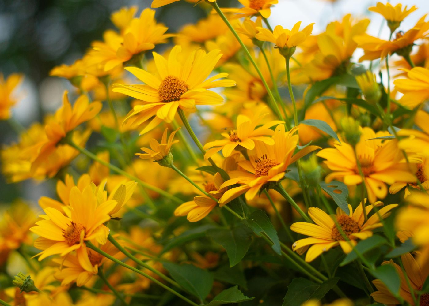 Cheery yellow false sunflower blooms in a sunny garden bed