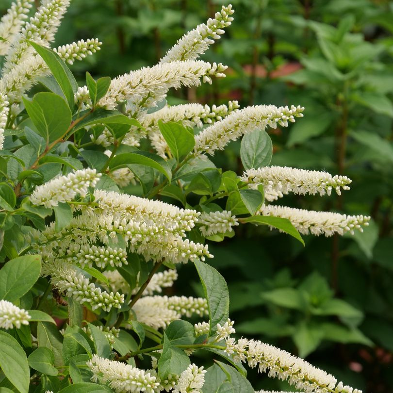 White Itea flower clusters on a green bush with a blurred natural background