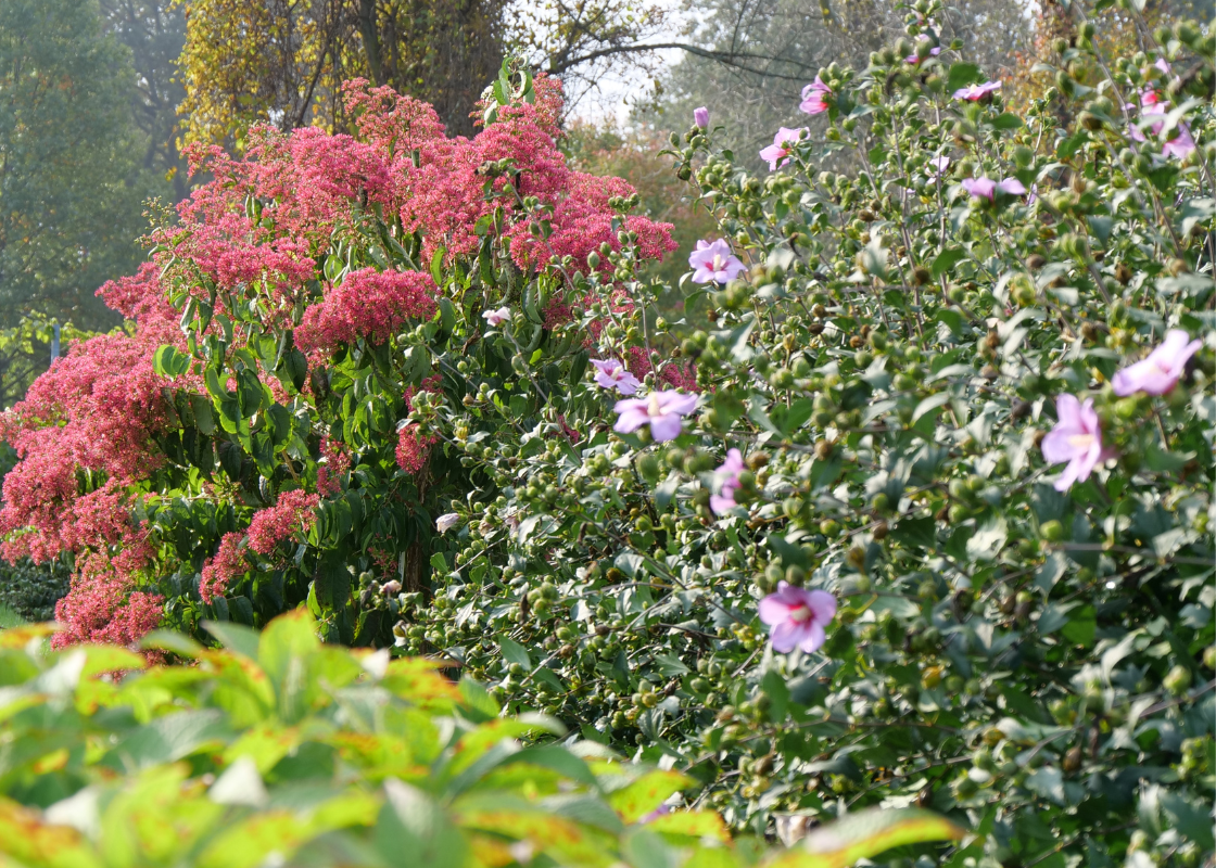 Seven Son Flower and rose of Sharon in a sunny garden