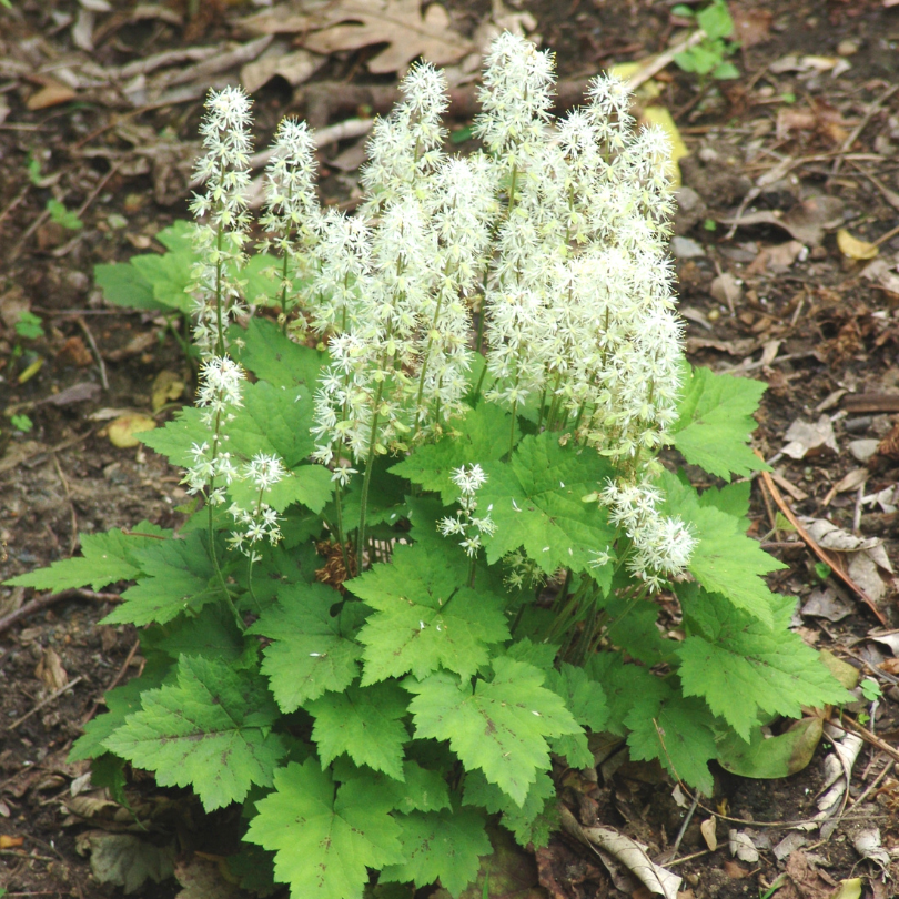 Foamflower has soft white fairy-wand flowers that float gracefully atop green foliage.