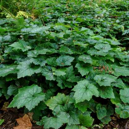 Foamflower&