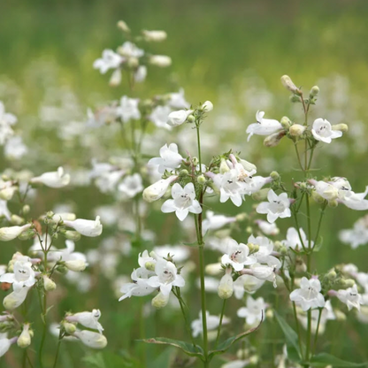 Close up of Foxglove Beardtongue&