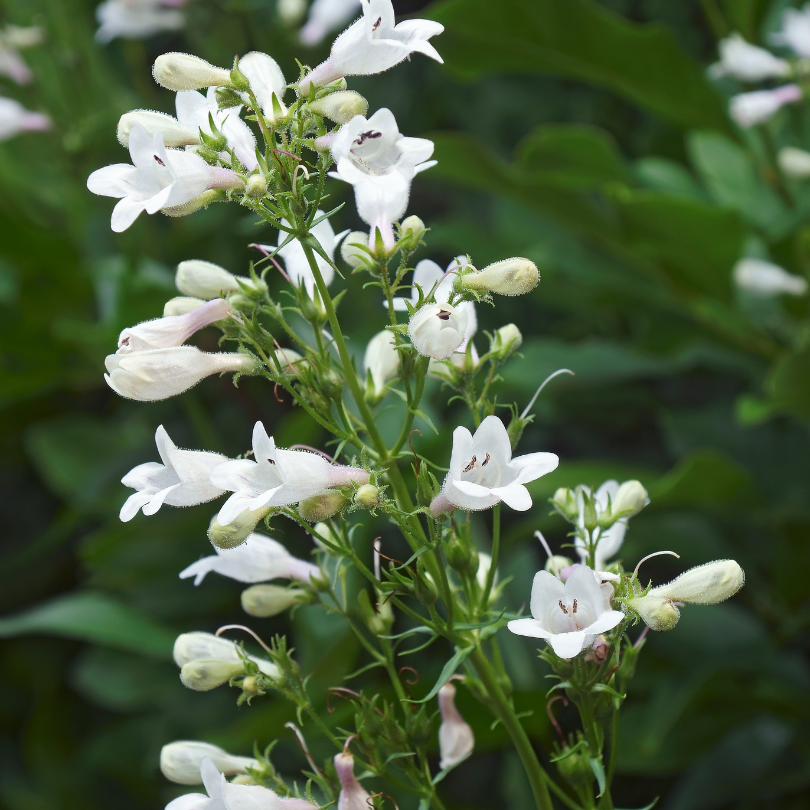 Shows the white tubular flowers of Foxglove Beardtongue.