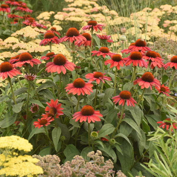 Color Coded Frankly Scarlet Coneflower has seed heads in the fall and winter that feed the birds. 