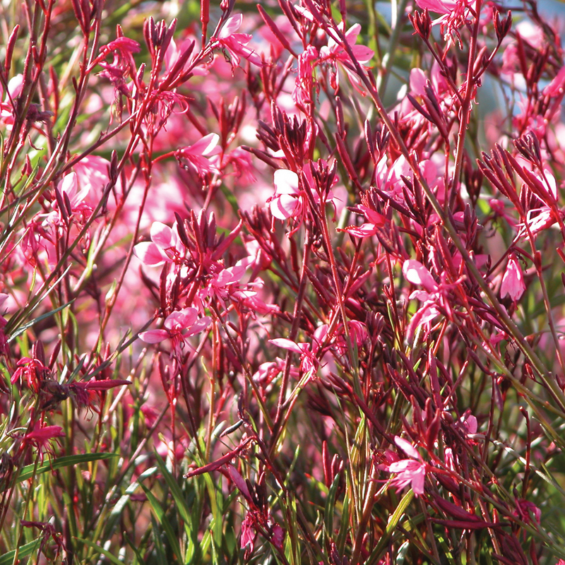 Close up image of &