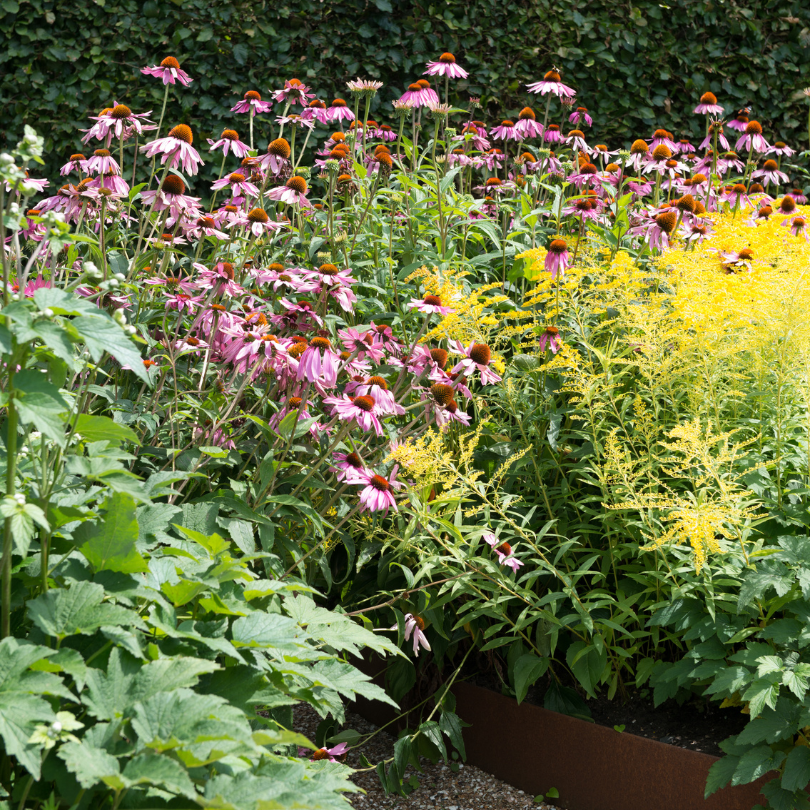 Goldenrod planted with beautiful echinacea flowers