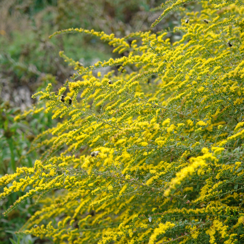 Yellow goldenrod flowers with bees floating nearby