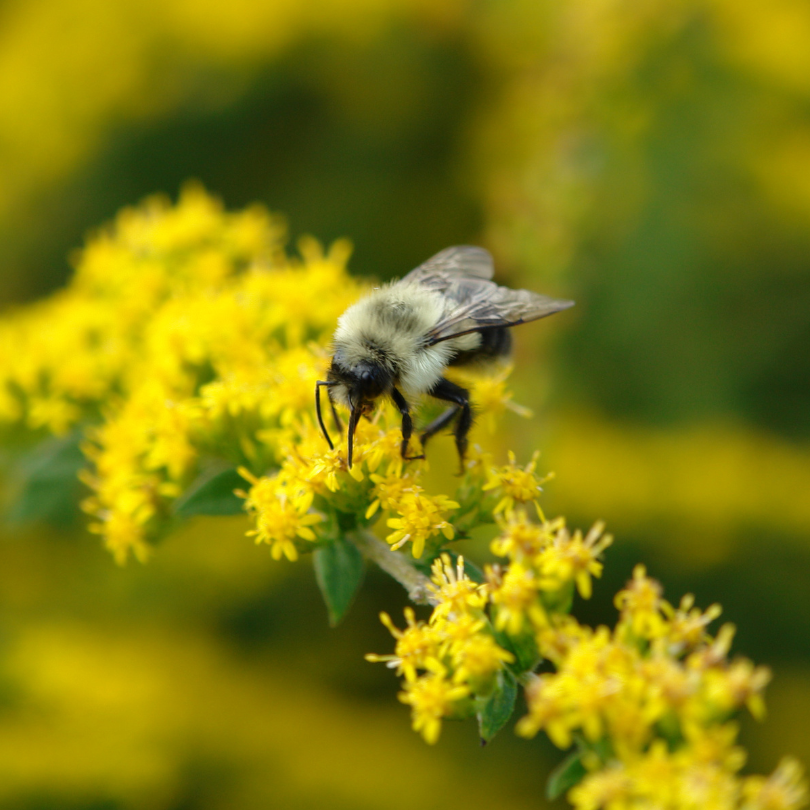 Bee feeding on the rich nectar from bright yellow goldenrod flowers