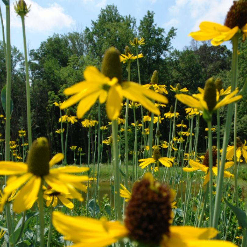 Great Coneflower close up of deep gold flower with a dark brown center.