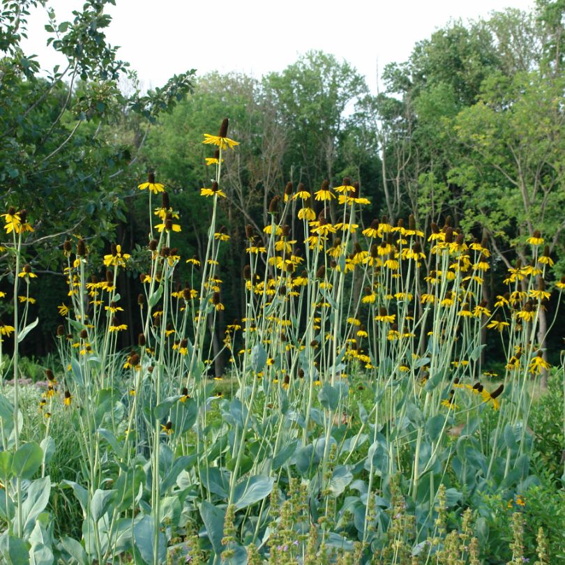 Great Coneflower with golden yellow ready to be cut for flower arrangements.