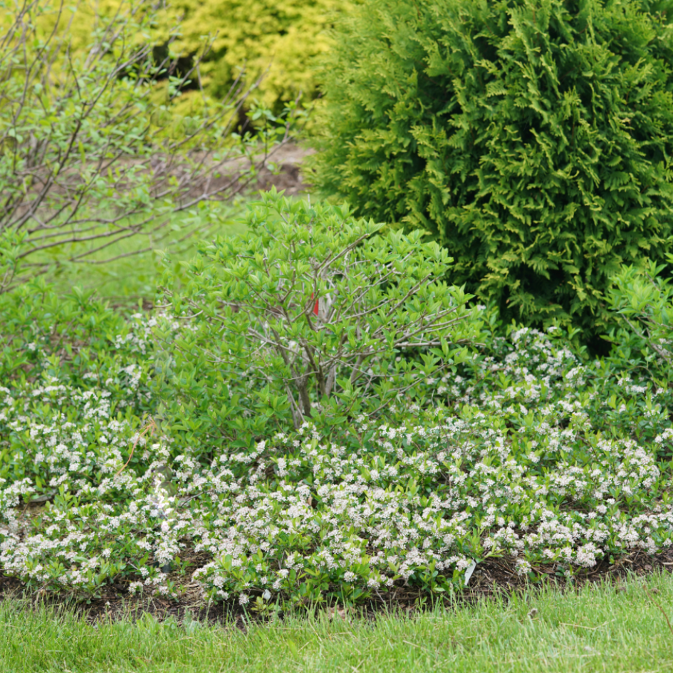 A row of Ground Hug Aronia in a landscape. 