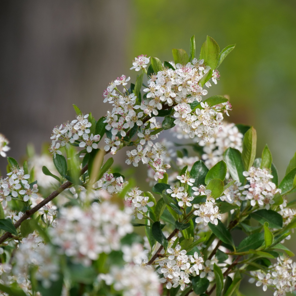 Close up of Ground Hug Aronia with a flurry of white flowers. 