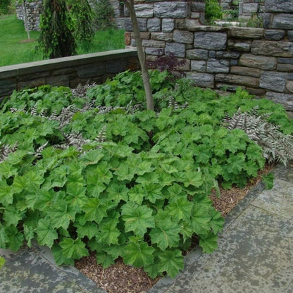 ‘Autumn Bride’ Coral Bells - Heuchera