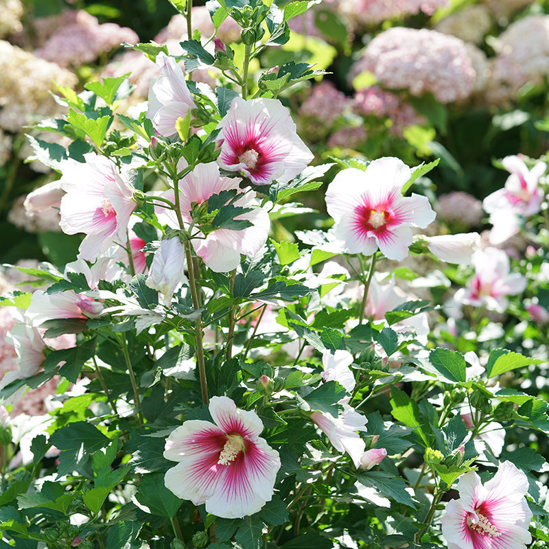 Close up image of pink rose of Sharon flowers surrounded by hydrangeas