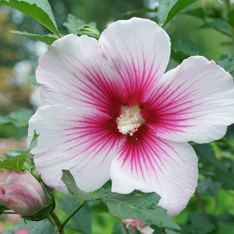 Close up image of pink rose of Sharon flowers