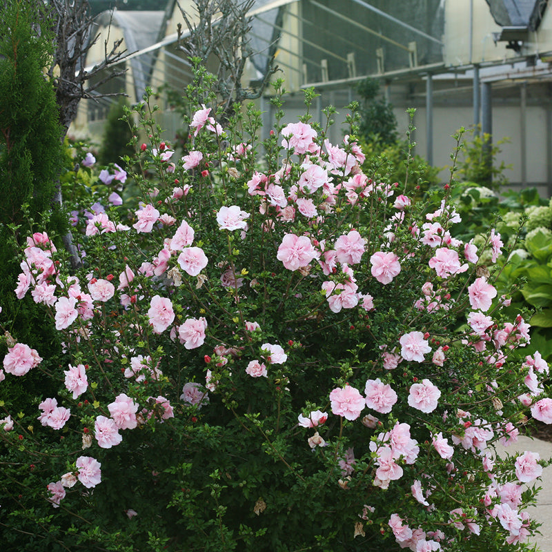 Pink rose of Sharon flowers in a landscape