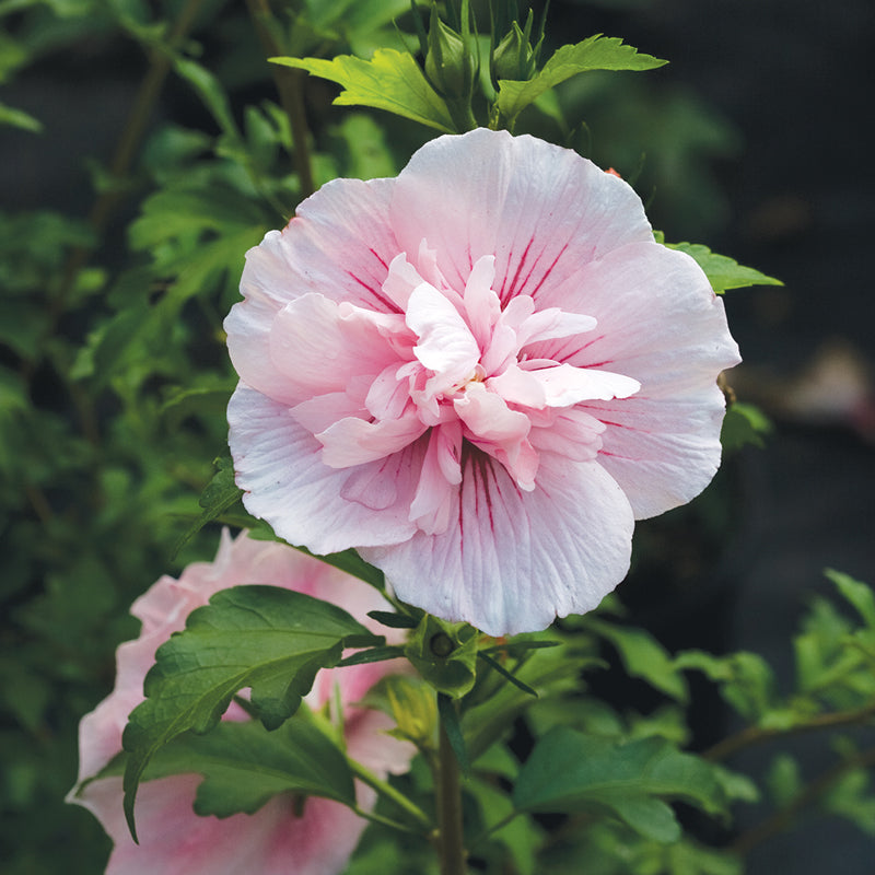 Up close image of pink rose of Sharon flowers