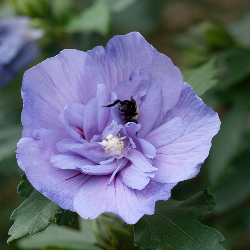 Bee feeding on the nectar and pollen from rose of Sharon flowers