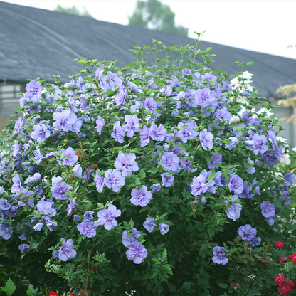 Hedge of blue/purple rose of Sharon flowers