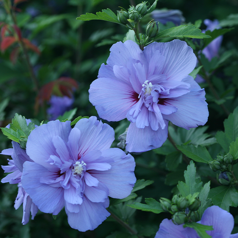 Up close image of blue/purple rose of Sharon flowers