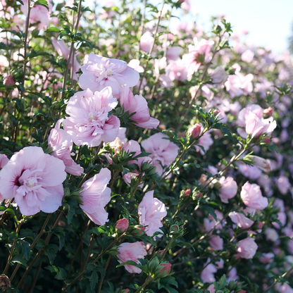 Up close image of pink rose of Sharon flowers