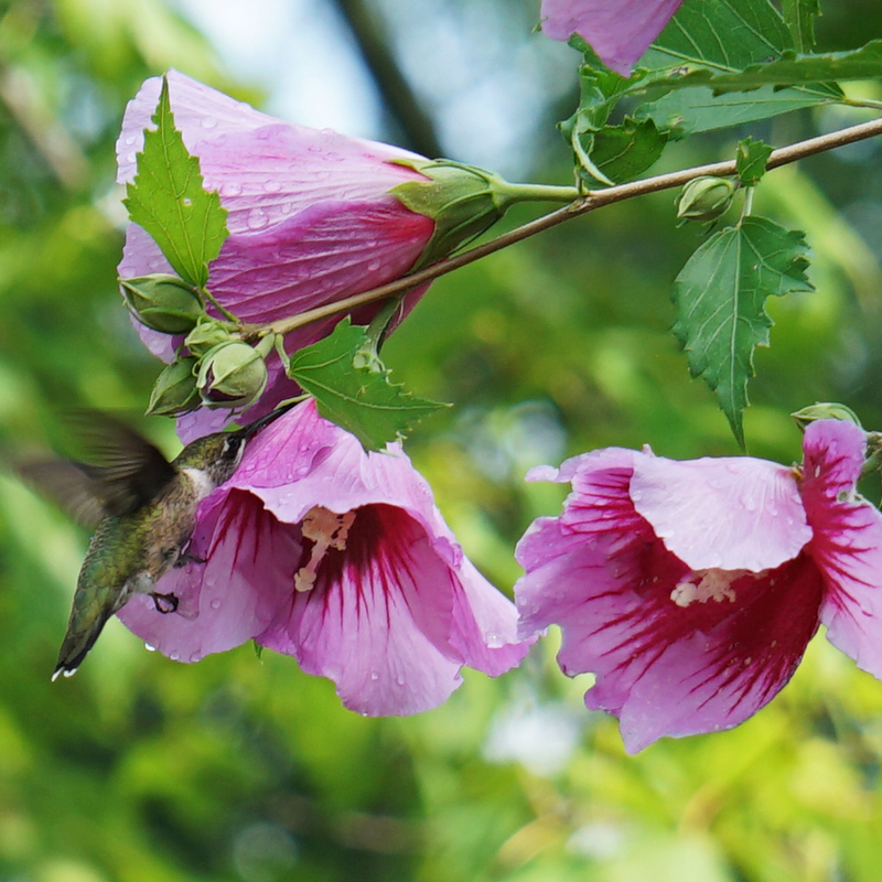 Hummingbird feeding on Rose of Sharon flowers