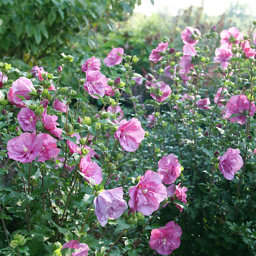 Rose of Sharon flowers boasting a beautiful pink color in a sunny garden