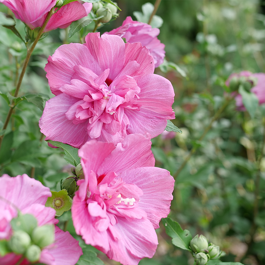 Proven Winners Rose of Sharon
